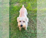 Small #2 Miniature Schnauzer-Norfolk Terrier Mix