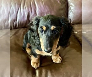 Dachshund Puppy for sale in LANEXA, VA, USA