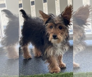 YorkiePoo Puppy for sale in LOUISVILLE, KY, USA