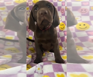 Medium Labrador Retriever