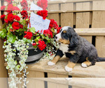 Puppy Bonnie Bernese Mountain Dog