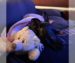 Small #9 American Pit Bull Terrier Mix