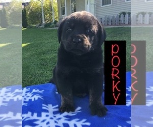 Labrottie Puppy for sale in SHILOH, OH, USA