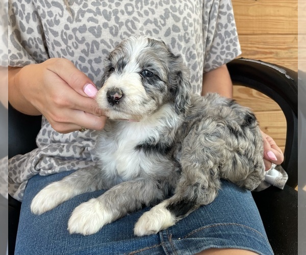 Medium Photo #3 F2 Aussiedoodle Puppy For Sale in BERLIN, NJ, USA
