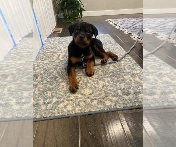Medium Photo #1 Rottweiler Puppy For Sale in PARKER, CO, USA