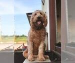 Small Photo #1 Goldendoodle Puppy For Sale in WOODLAND, AL, USA