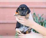 Small #1 Jug-Treeing Walker Coonhound Mix