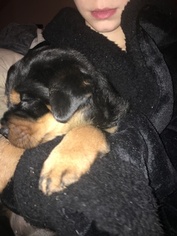 Rottweiler Puppy for sale in ALTA, CA, USA