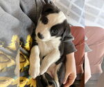 Small #7 Mutt