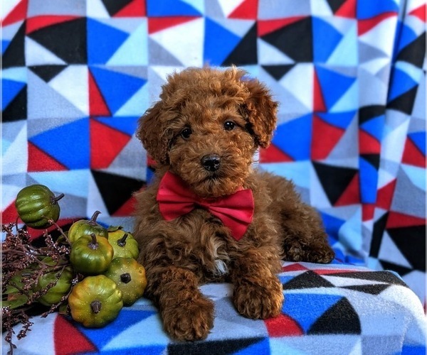 Medium Photo #7 Poodle (Miniature) Puppy For Sale in KIRKWOOD, PA, USA