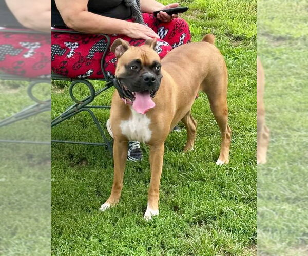 Medium Photo #2 Boxer Puppy For Sale in Dumont, NJ, USA