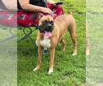 Small #1 Boxer