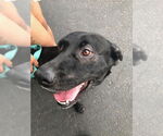 Small #1 Labrador Retriever Mix