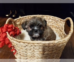 Shih Tzu Puppy for sale in VANCOUVER, WA, USA