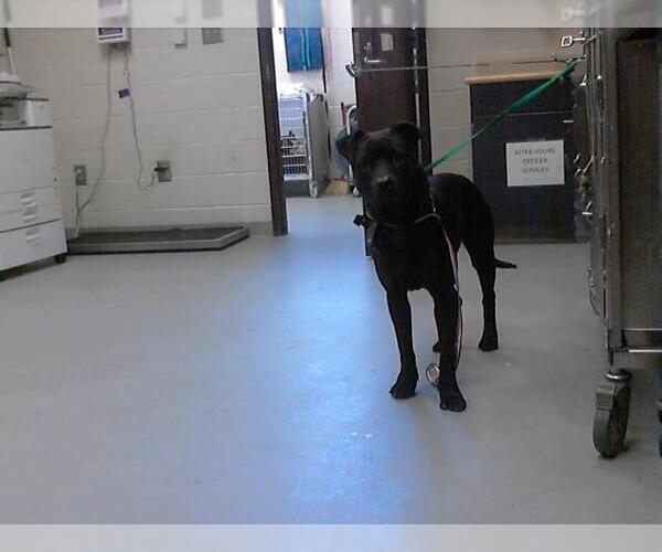 Medium Photo #1 American Pit Bull Terrier Puppy For Sale in Fayetteville, NC, USA