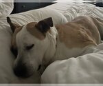 Small #2 Bullboxer Pit