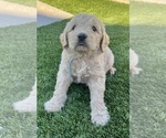 Small #1 Goldendoodle