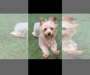Father of the Yorkshire Terrier puppies born on 04/30/2026