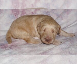 Labradoodle mix (+ Poodle Standard) Puppy for sale in LA HABRA, CA, USA