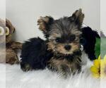 Small #3 Yorkshire Terrier