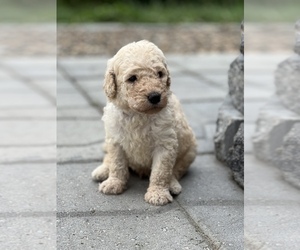 Goldendoodle Puppy for sale in MARYVILLE, MO, USA