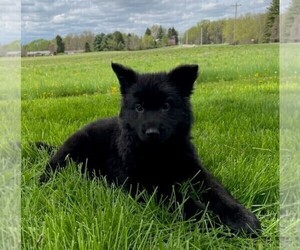 German Shepherd Dog Puppy for sale in FREDERICKSBURG, OH, USA