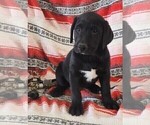 Small #4 Labrador Retriever