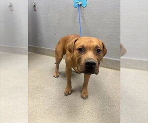 Mutt Dogs for adoption in Las Vegas, NV, USA