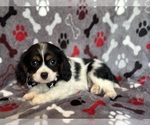 Small #1 Cavalier King Charles Spaniel