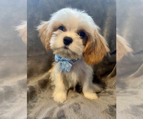 Medium Photo #1 Cav-A-Malt Puppy For Sale in OCKLAWAHA, FL, USA