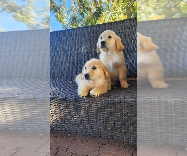 Medium Photo #6 Golden Retriever Puppy For Sale in ELVERTA, CA, USA