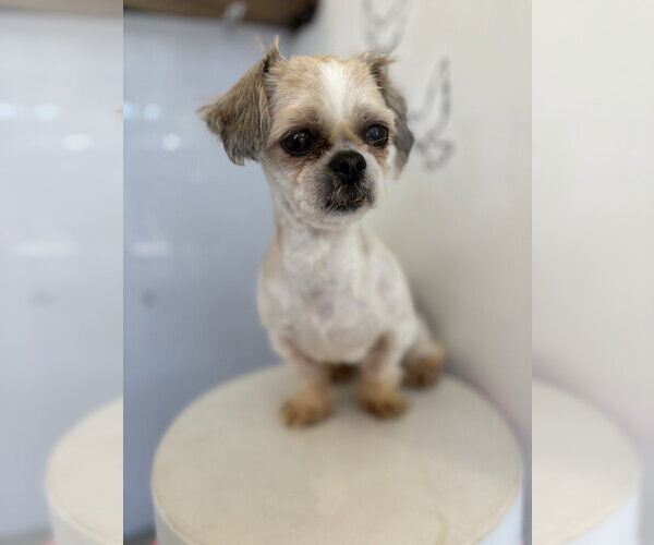 Medium Photo #4 Shih Tzu Puppy For Sale in Studio City, CA, USA