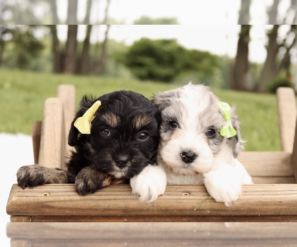 Medium Photo #4 Cavapoo Puppy For Sale in WEST SALEM, OH, USA
