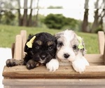 Small #3 Cavapoo