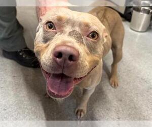 Mutt Dogs for adoption in Orange, CA, USA