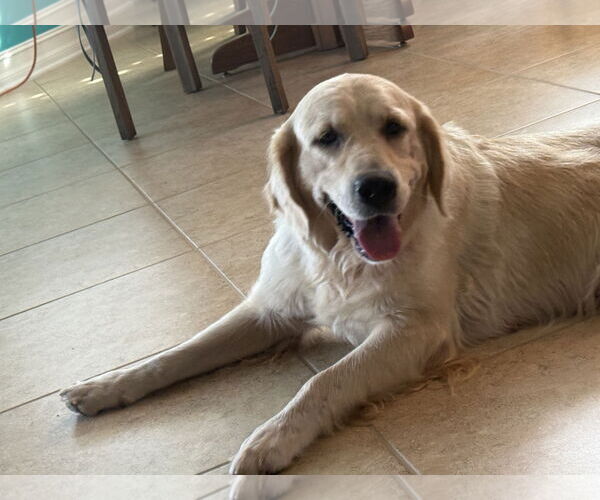 Medium Photo #3 Golden Retriever Puppy For Sale in Bonita Springs, FL, USA