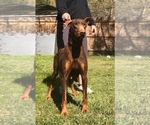 Small Photo #1 Doberman Pinscher Puppy For Sale in STAR CITY, AR, USA