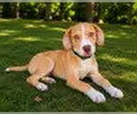 Small Labrador Retriever Mix
