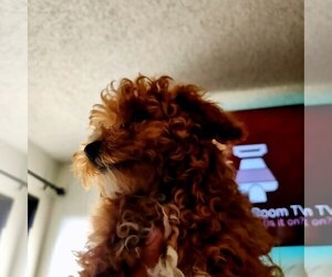 Poodle (Toy) Puppy for sale in SAN DIEGO, CA, USA