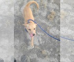 Small #13 Labrador Retriever Mix