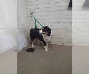 Australian Shepherd Dogs for adoption in San Bernardino, CA, USA