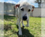 Small #1 Dalmatian Mix