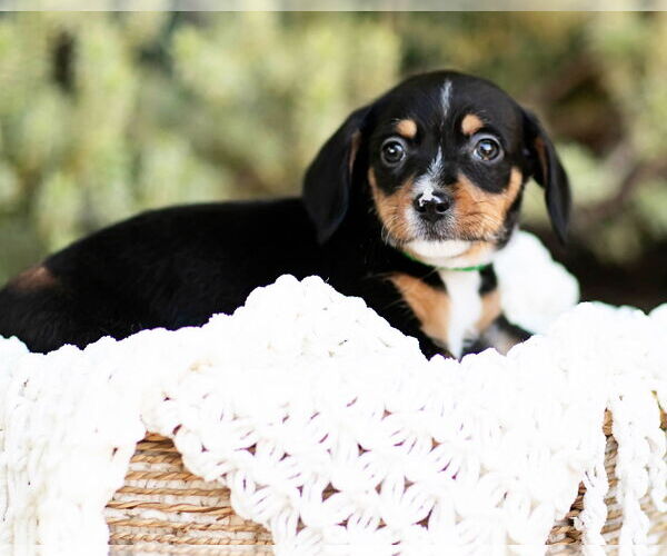 Medium Photo #2 Dachshund Puppy For Sale in Corona, CA, USA