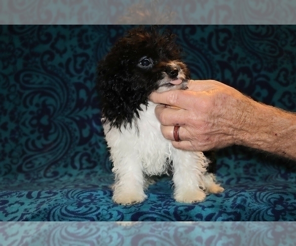 Medium Photo #2 Goldendoodle (Miniature) Puppy For Sale in DYERSBURG, TN, USA