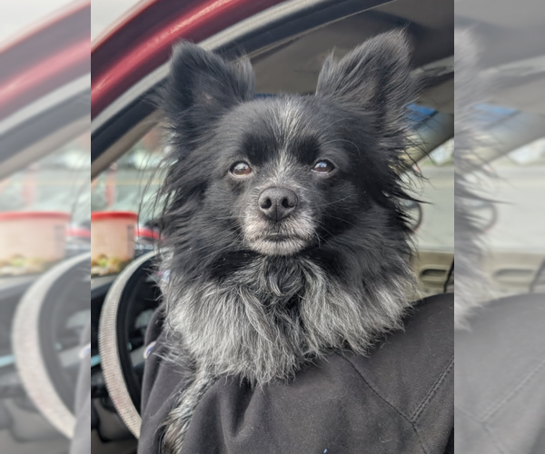 Medium Photo #1 Pomeranian Puppy For Sale in Bellevue, WA, USA