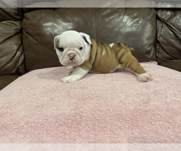Medium Photo #3 Bulldog Puppy For Sale in WOODSTOCK, GA, USA
