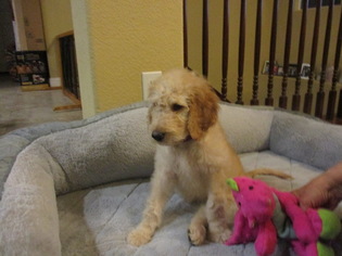 Goldendoodle Puppy for sale in FOLSOM, CA, USA