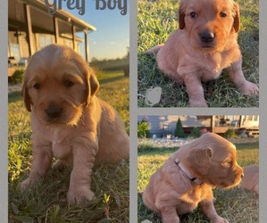 Golden Retriever Puppy for sale in BIG CLIFTY, KY, USA