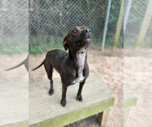 Medium Photo #11 Labrador Retriever-Unknown Mix Puppy For Sale in Orangeburg, SC, USA