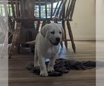 Small Photo #2 Labrador Retriever Puppy For Sale in COARSEGOLD, CA, USA
